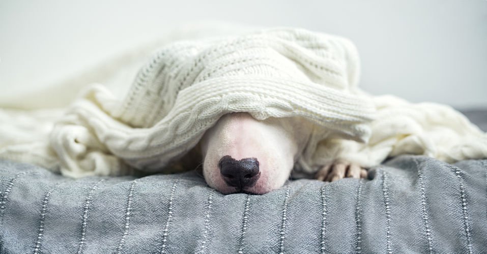 A white bull terrier hiding under a knitted blanket.