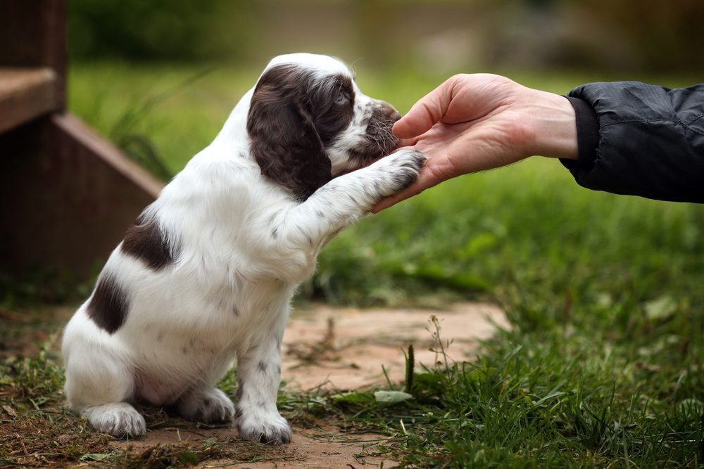 An English Springer Spaniel puppy giving its paw.