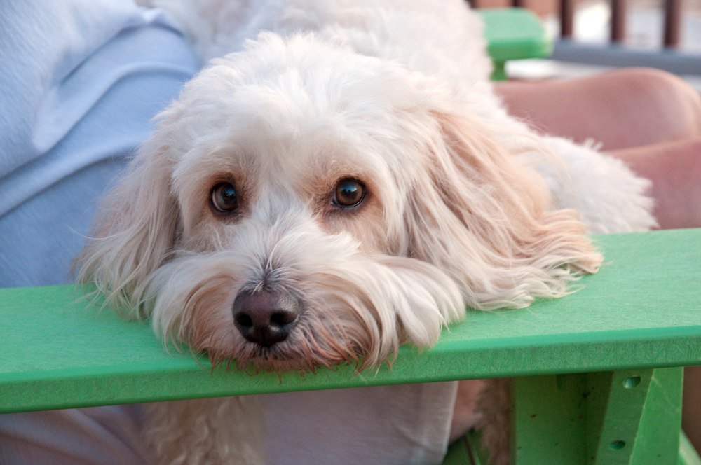 A white Cockapoo resting its head on a green arm rest.