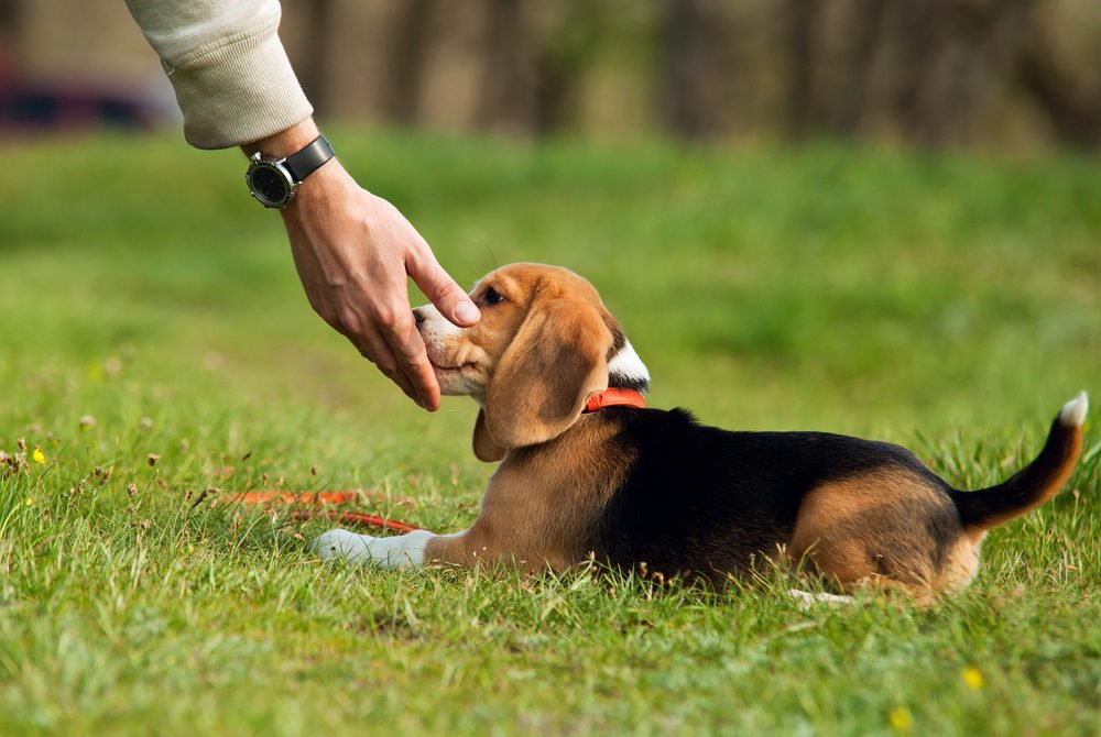 A Beagle puppy sitting on grass and licking it's owners hand.