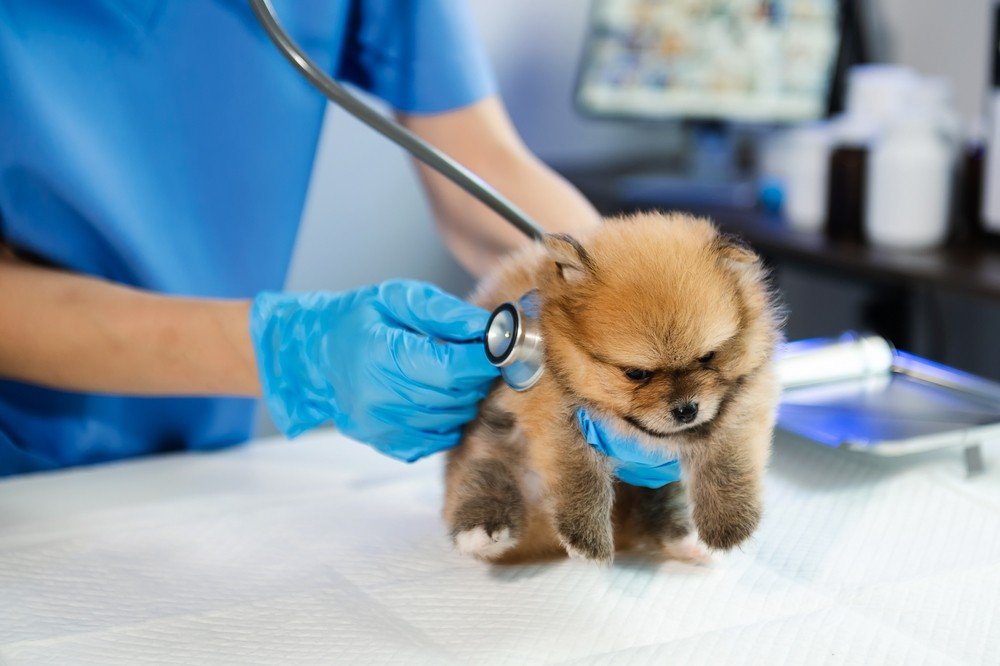 A Pomeranian puppy at a vet's office.