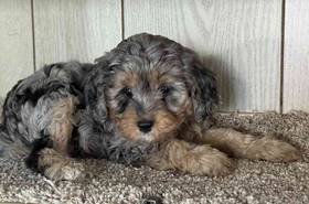 Cavapoo