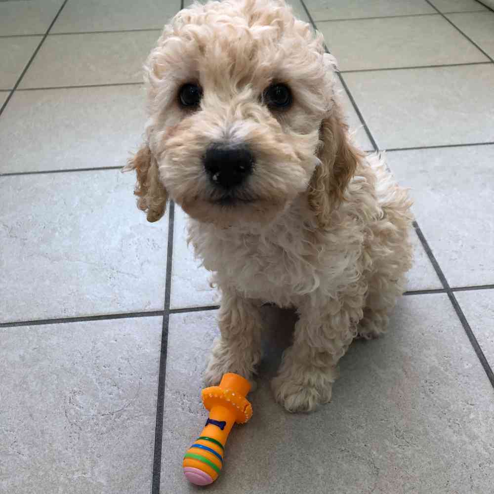 Mini Poodle