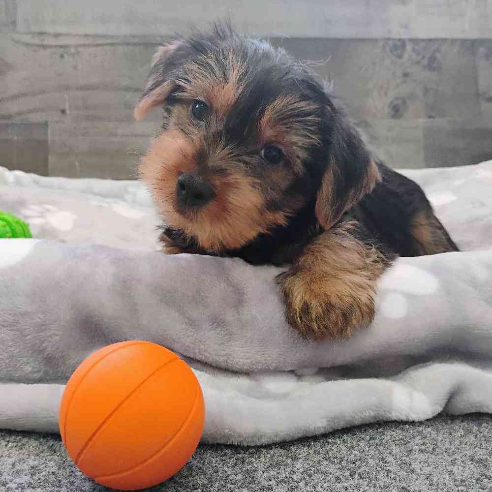 Male Yorkie Puppy for Sale in Troy, MI