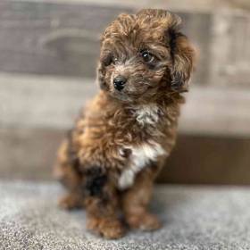 Mini Aussiedoodle