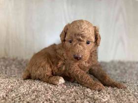 Mini Poodle