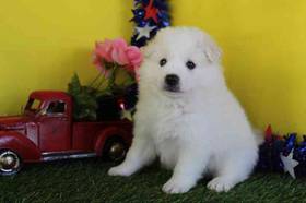 American Eskimo