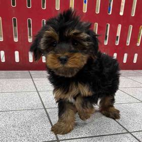 Yorkie