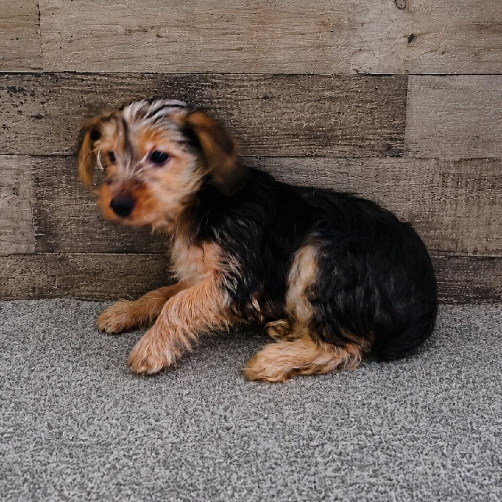 Female Yorkie Puppy for Sale in Troy, MI