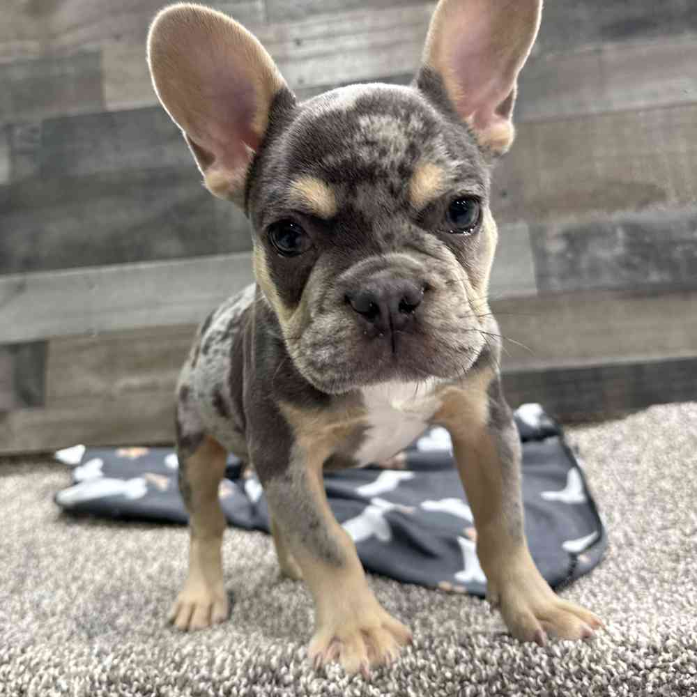 Benny