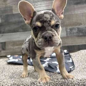 French Bulldog