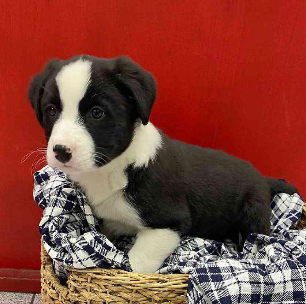 Male Bernese / Border Collie Puppy for sale