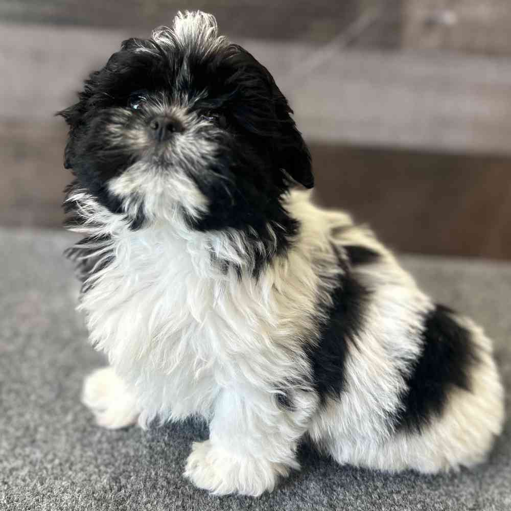 pet breed image