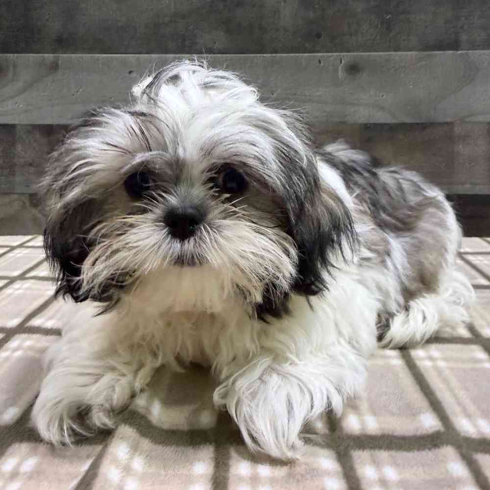Image of a pet breed in the gallery