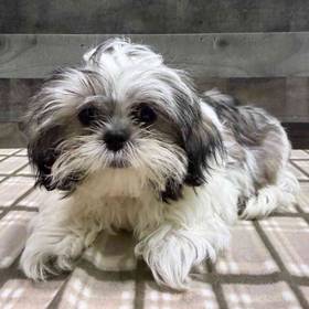 Shih Tzu