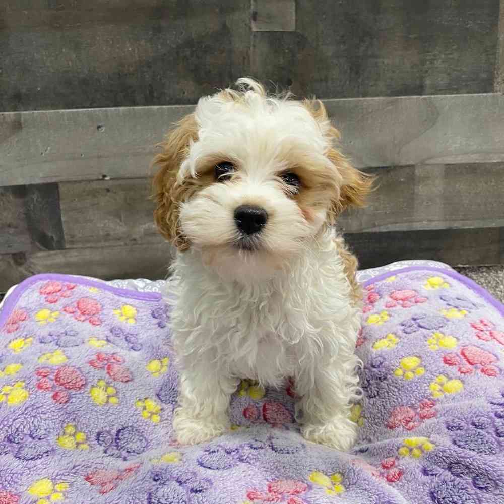 Star, Female Cavapoo Puppy for sale in Troy