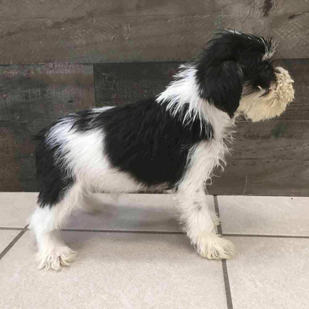 Image of a pet breed in the gallery