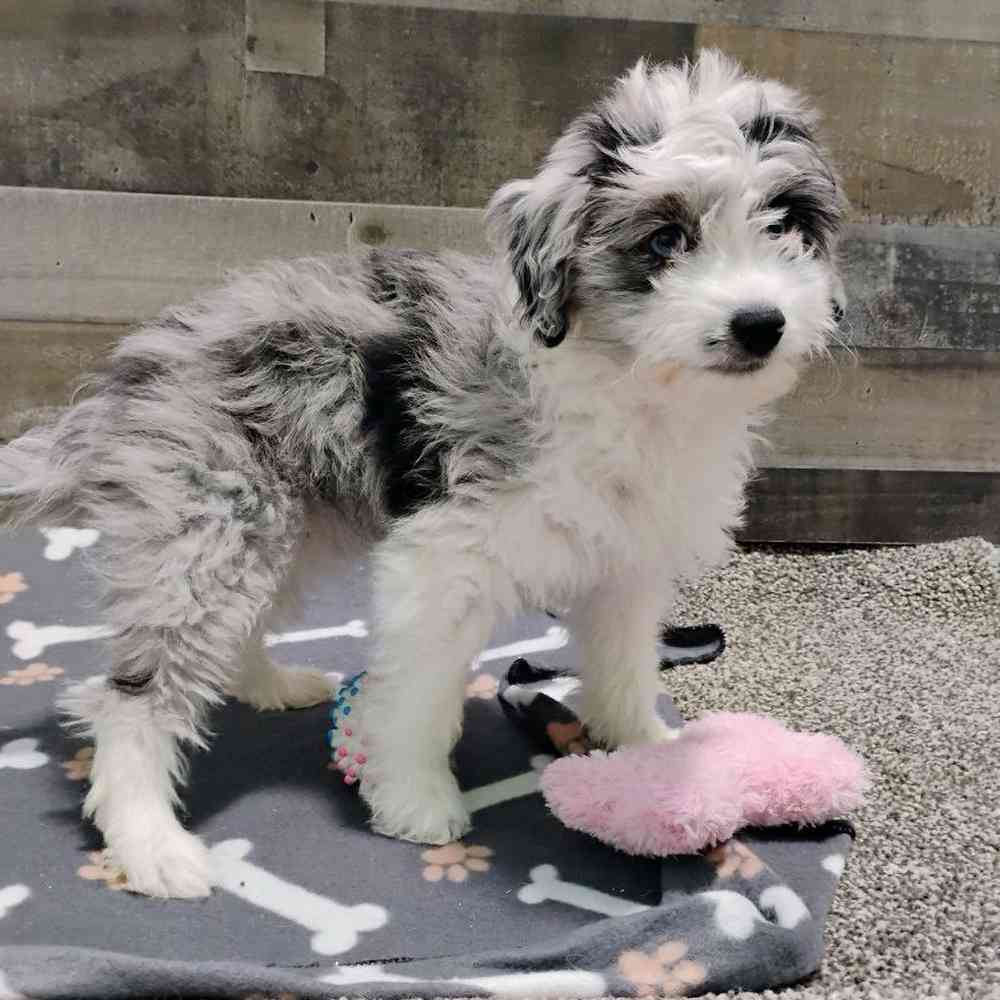 pet breed image
