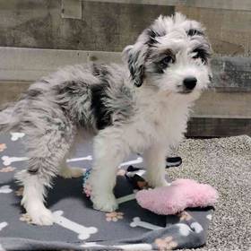 Mini Aussiedoodle