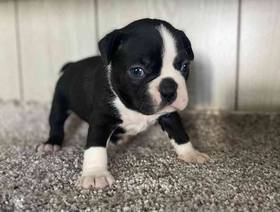 Boston Terrier