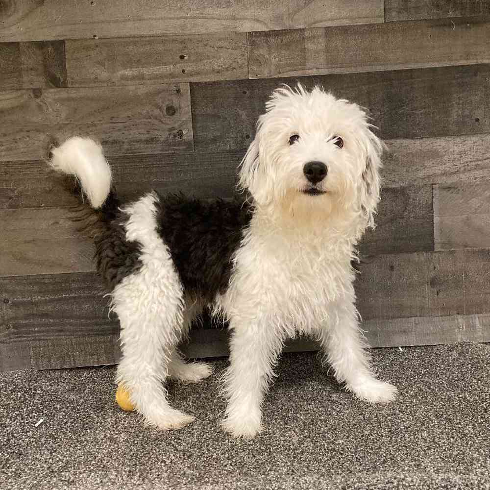 Male Mini Bernedoodle Puppy for Sale in Troy, MI