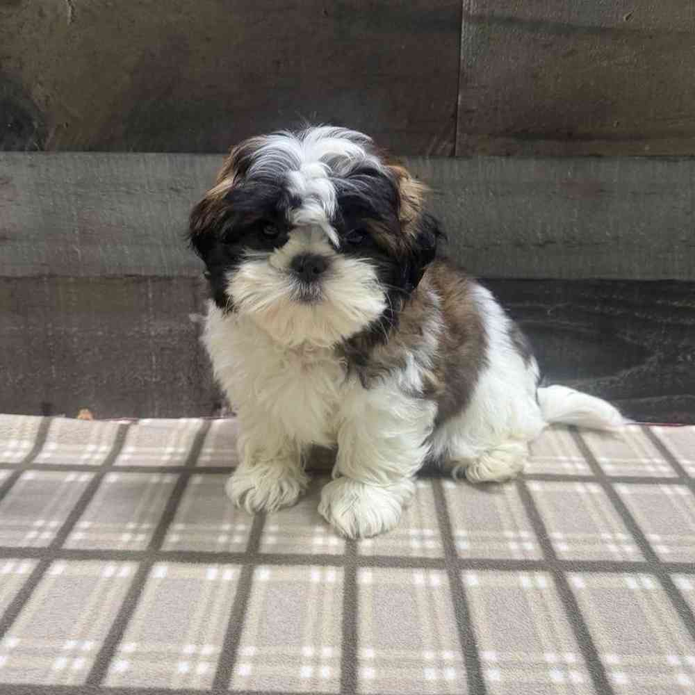 Image of a pet breed in the gallery