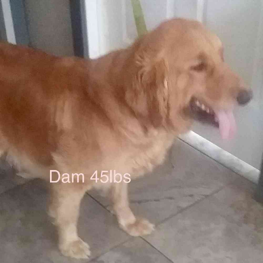@null