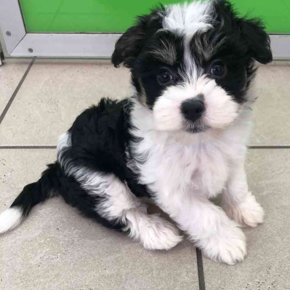 Aussie chon shop puppies for sale