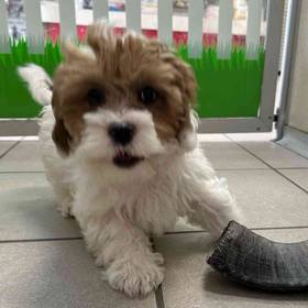 Shihpoo