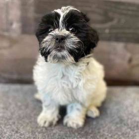 Shih Tzu-Bichon