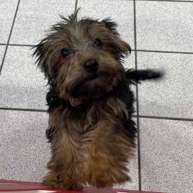 Yorkie