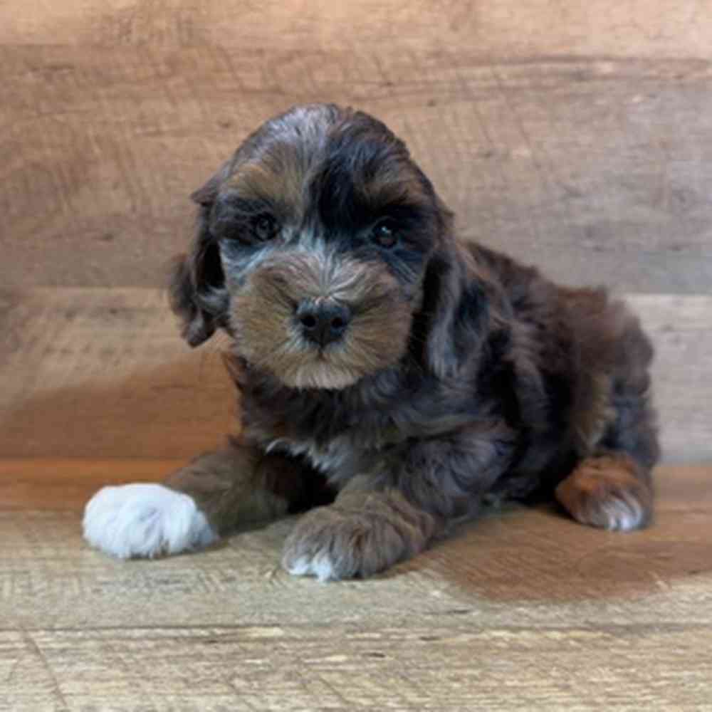 pet breed image
