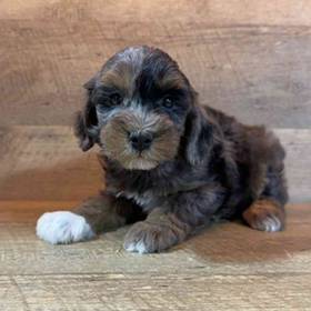 Schnoodle