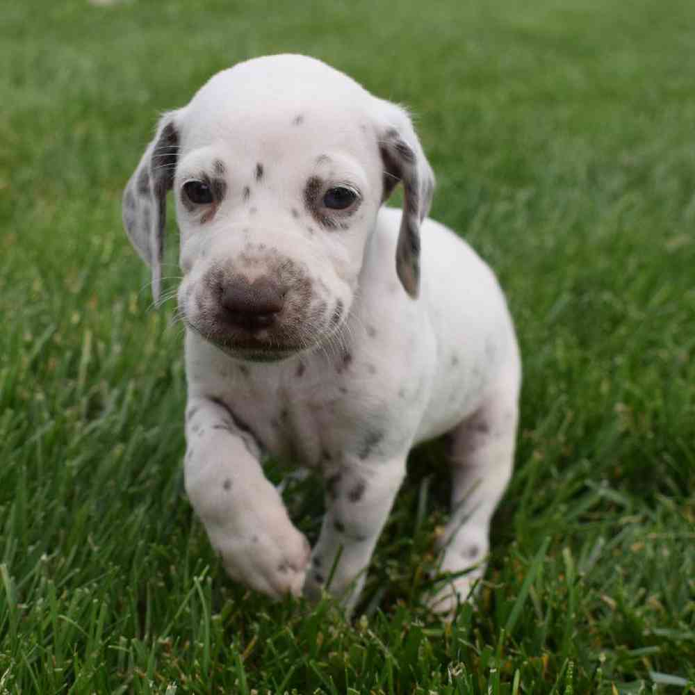 Female Dalmatian Puppy for sale