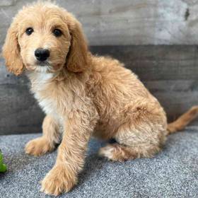 Mini Aussiedoodle