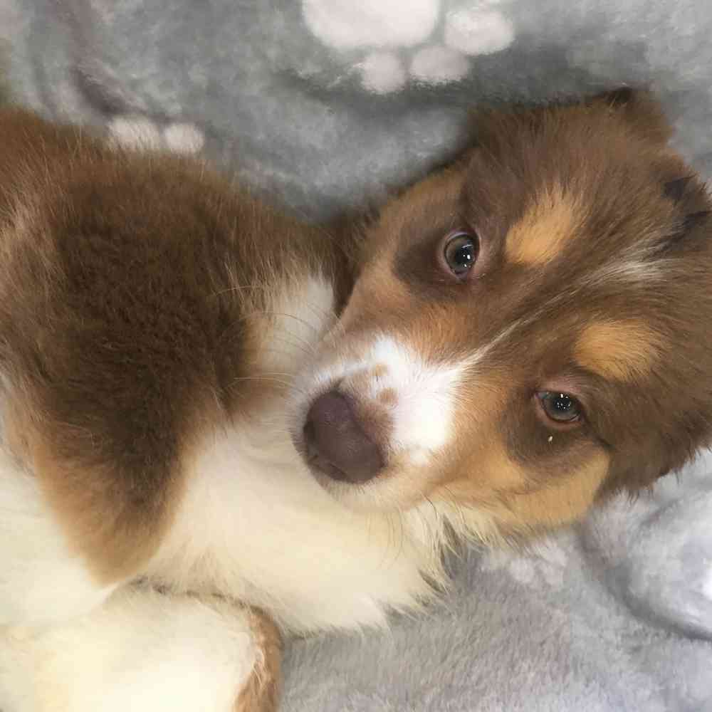 Image of a pet breed in the gallery