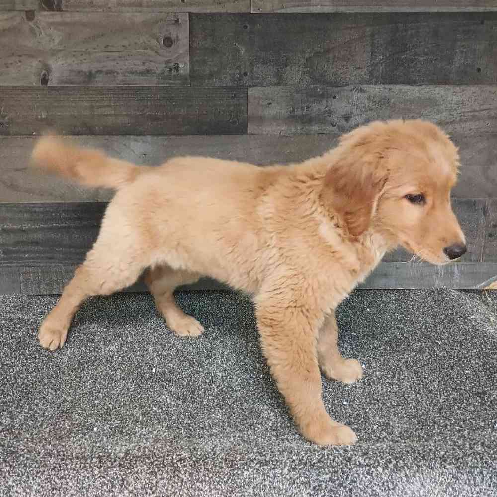 Male Golden Retriever Puppy for Sale in Troy, MI