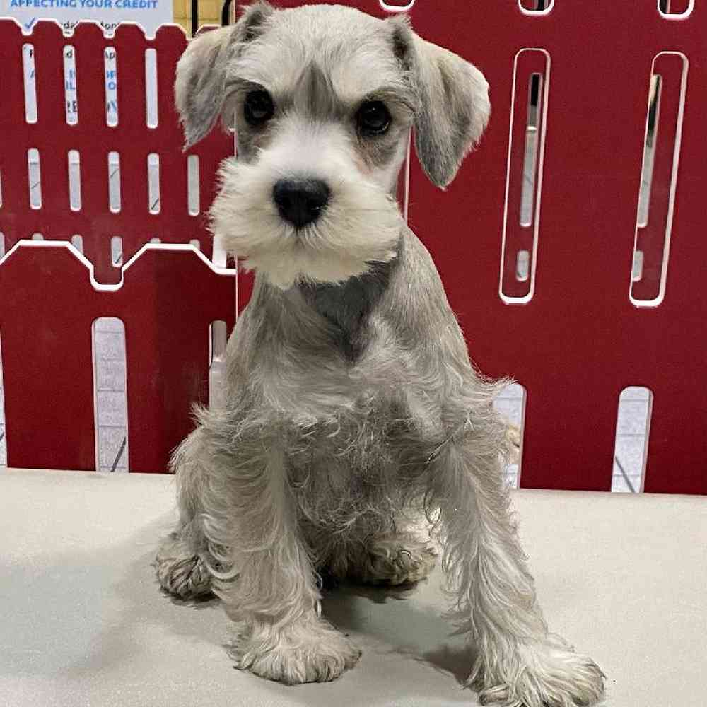 Male Mini Schnauzer Puppy for sale