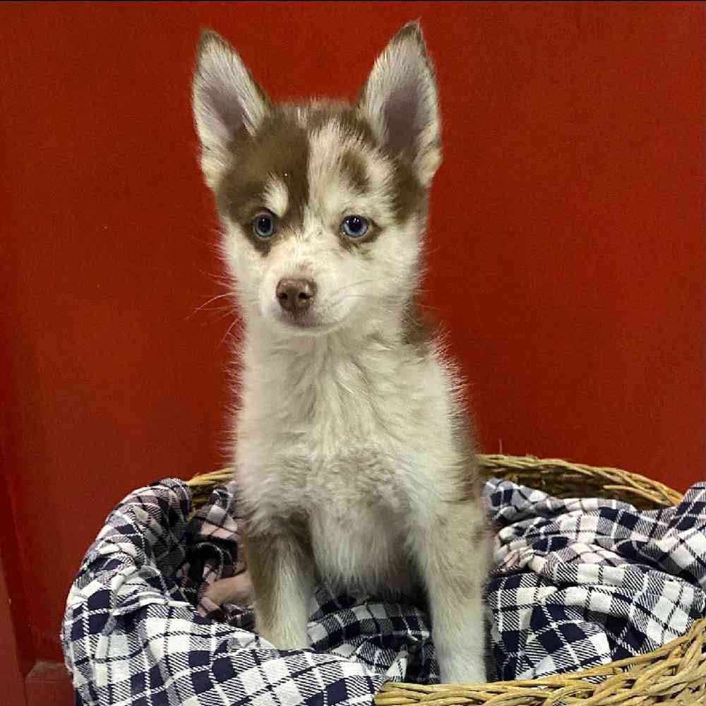 Male Pomsky Puppy for sale