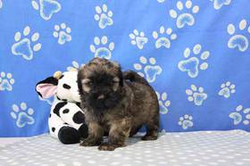 Toy Poodle-Soft Coated Wheaten Terrier