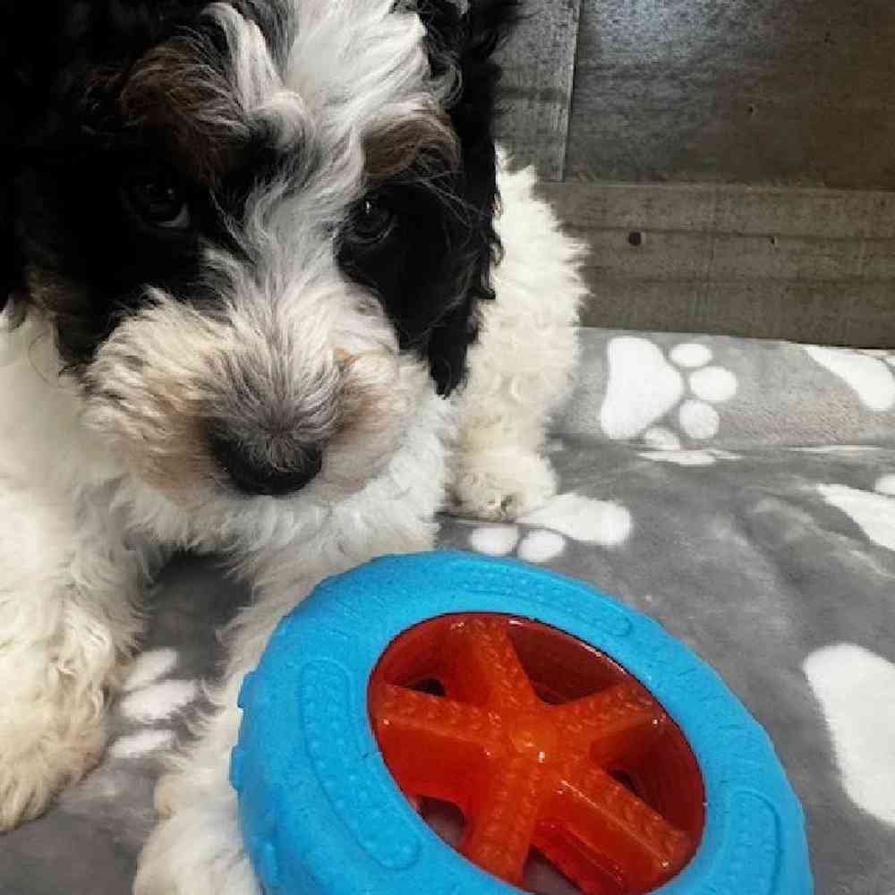 Male Mini Bernedoodle Puppy for Sale in Troy, MI