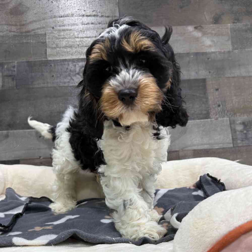 Teddy