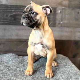 French Bulldog - Bull Mastiff