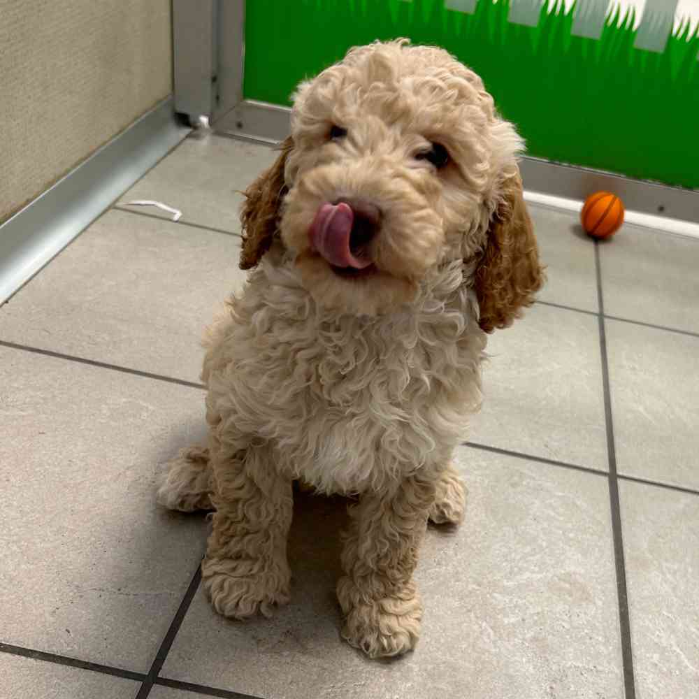 Information On Mini Labradoodle Puppies