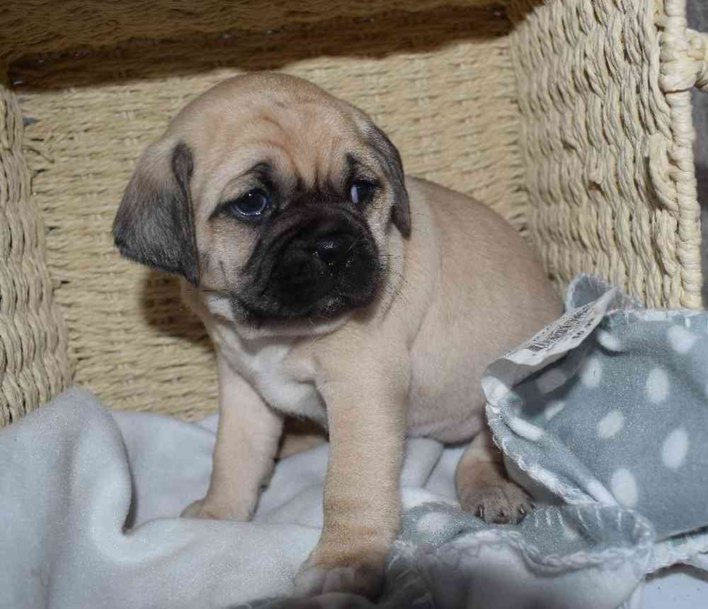 Female Puggle Puppy for sale