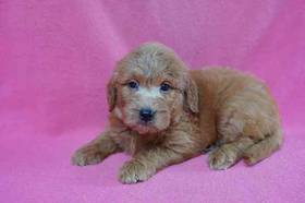 Mini Goldendoodle