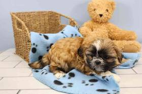 Shih Tzu
