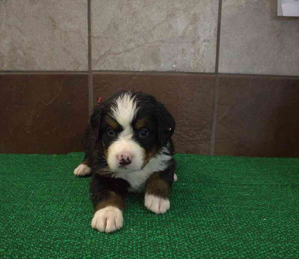 Image of a pet breed in the gallery
