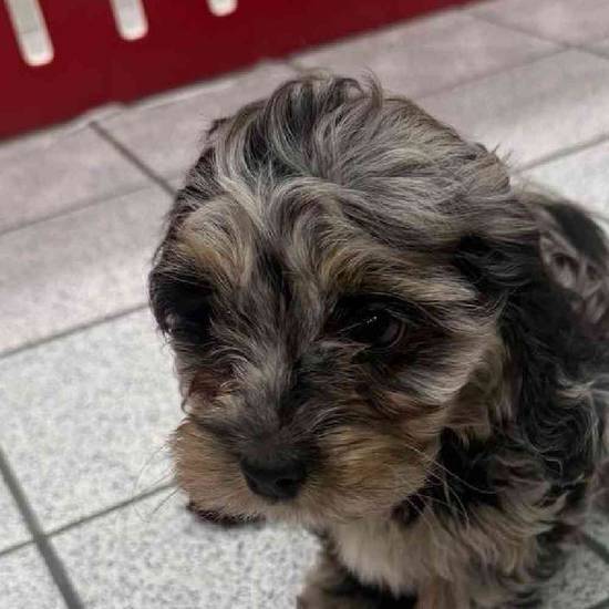 Quincy