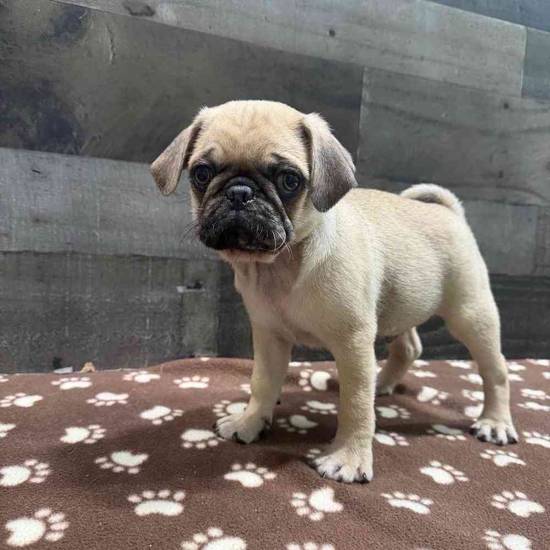 Chunk